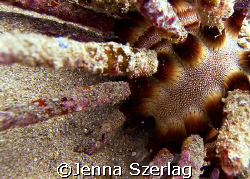A rough spined urchin Maui, HI by Jenna Szerlag 